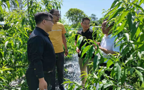 怀化联通助农平台线上线下助力莲花村村民大量销售柑橘