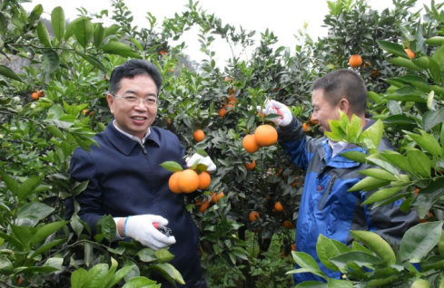 怀化联通助农平台线上线下助力莲花村村民大量销售柑橘