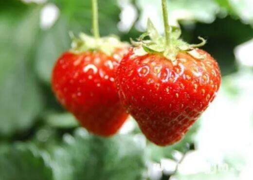 梦见吃草莓有什么意义? 做梦梦到吃草莓的象征含义