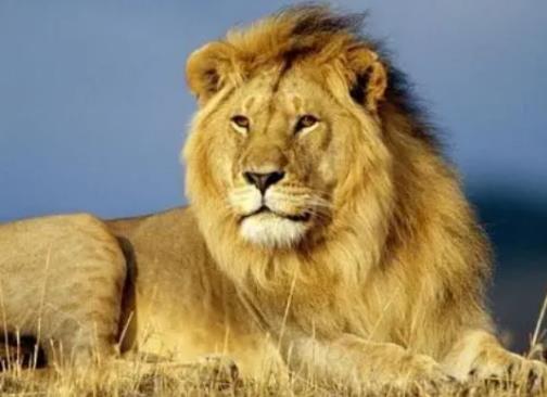 梦见狮子是什么意思? 做梦梦到狮子有什么寓意？