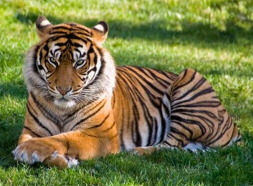 梦见老虎是什么意思? 做梦梦到老虎有什么预兆?