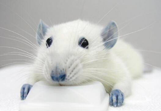 梦见小老鼠有什么预兆？ 做梦梦到小老鼠是吉还是凶？