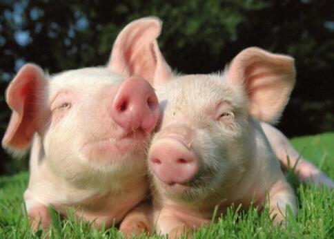 做梦梦到猪有什么含义？ 梦见猪的心理学解析