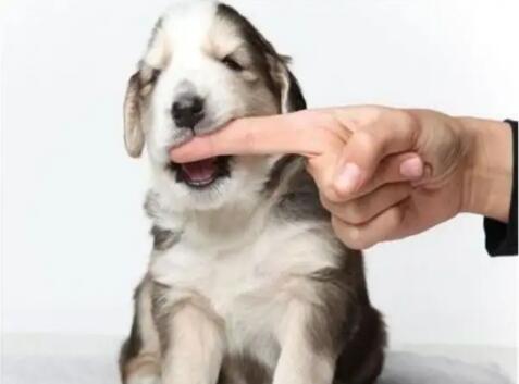 梦见狗咬手是什么意思？ 梦见狗咬手是吉是凶？