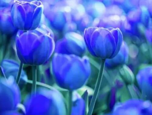 蓝色郁金香的花语是什么？ 有哪些象征寓意？