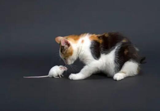 梦见猫捉老鼠是什么意思？ 做梦梦到猫捉老鼠有什么征兆？