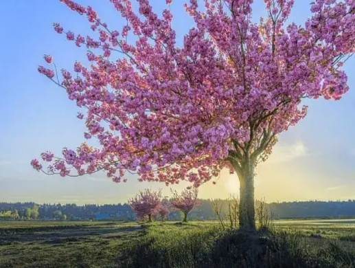 梦见树上开花有什么预兆？ 做梦梦见树上开花的心理学解析