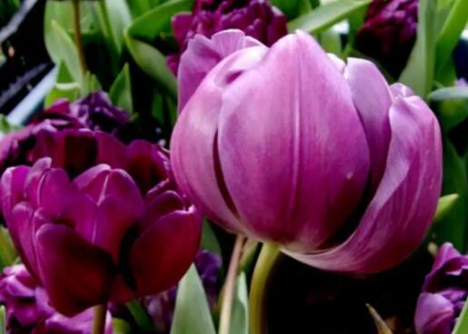 郁金香的由来是什么？ 紫色郁金香的花语有什么含义？