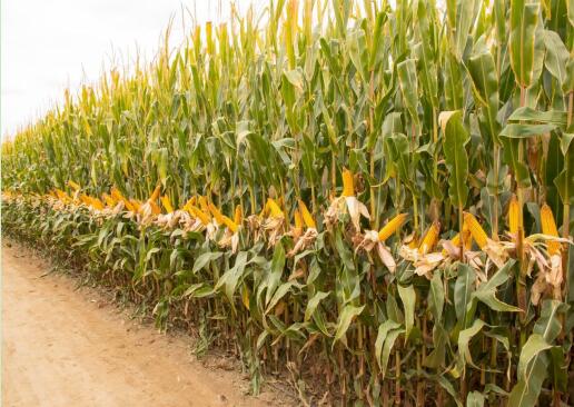 梦见在田里掰玉米预示着什么？梦到在田里掰玉米代表着什么？