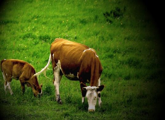 梦见和家人一起抓牛有什么含义？梦到和家人一起抓牛是什么预兆？
