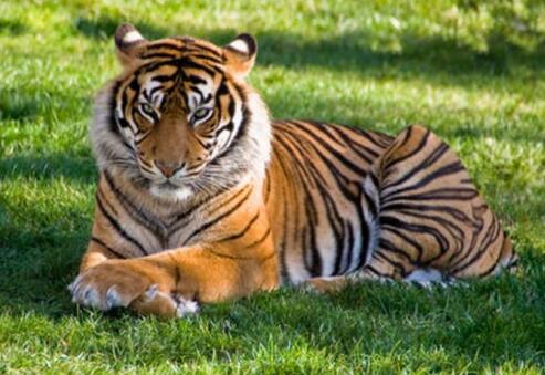 女人梦见老虎是什么意思？ 女人梦到老虎的心理学解梦