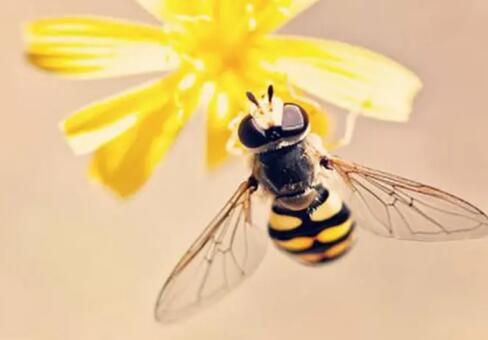 梦见被蜜蜂蛰有什么预兆？ 梦到被蜜蜂蛰的吉凶指数是多少？
