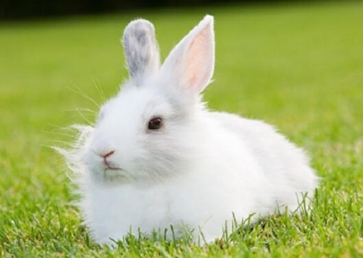梦里梦到了兔子都有哪些说法？梦见兔子通常会代表哪些预兆？